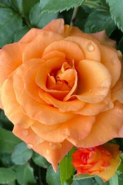 Sunorita Rose - 2 Gallon Pot -Garden Supplies Sales 2024 rosa sunorita rose 3