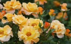 Sunorita Rose - 2 Gallon Pot -Garden Supplies Sales 2024 rosa sunorita rose 5