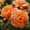 At Last Rose - 3 Gallon Pot -Garden Supplies Sales 2024 rose at last 2