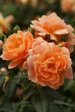 At Last Rose - 3 Gallon Pot