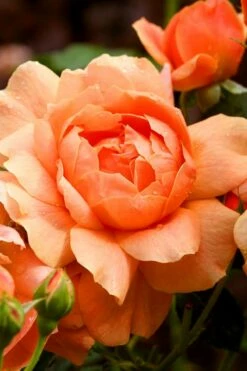 At Last Rose - 3 Gallon Pot -Garden Supplies Sales 2024 rose at last 3