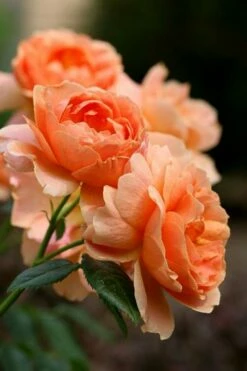 At Last Rose - 3 Gallon Pot -Garden Supplies Sales 2024 rose at last 4