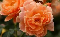 At Last Rose - 3 Gallon Pot -Garden Supplies Sales 2024 rose at last 5