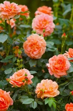 At Last Rose - 3 Gallon Pot -Garden Supplies Sales 2024 rose at last 7