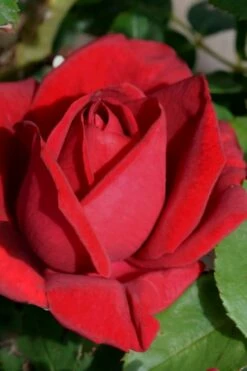 Easy Elegance Kashmir Rose - 3 Gallon Pot -Garden Supplies Sales 2024 rose easy elegance kasmhir 1