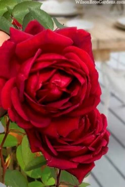 Easy Elegance Kashmir Rose - 3 Gallon Pot -Garden Supplies Sales 2024 rose easy elegance kasmhir 2