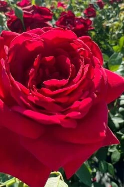 Easy Elegance Kashmir Rose - 7 Gallon Pot -Garden Supplies Sales 2024 rose easy elegance kasmhir 3 1