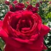 Easy Elegance Kashmir Rose - 7 Gallon Pot -Garden Supplies Sales 2024 rose easy elegance kasmhir 4 1