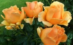 Easy Going Rose - 3 Gallon Pot -Garden Supplies Sales 2024 rose easy going 2 800x500 1