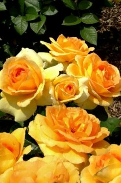 Easy Going Rose - 3 Gallon Pot -Garden Supplies Sales 2024 rose easy going 20