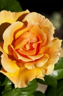 Easy Going Rose - 3 Gallon Pot -Garden Supplies Sales 2024 rose easy going 21