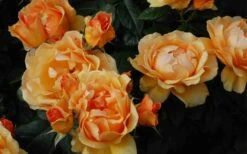 Easy Going Rose - 3 Gallon Pot -Garden Supplies Sales 2024 rose easy going 22