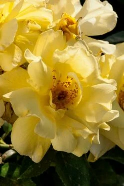 Lemon Drift Groundcover Rose - 1 Gallon Pot -Garden Supplies Sales 2024 rose lemon drift 1