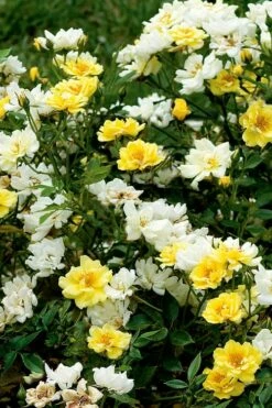 Lemon Drift Groundcover Rose - 2 Gallon Pot -Garden Supplies Sales 2024 rose lemon drift 5 1