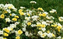Lemon Drift Groundcover Rose - 2 Gallon Pot -Garden Supplies Sales 2024 rose lemon drift 6 1