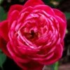 Louis Phillippe Rose - 3 Gallon Pot -Garden Supplies Sales 2024 rose louise phillippe 21