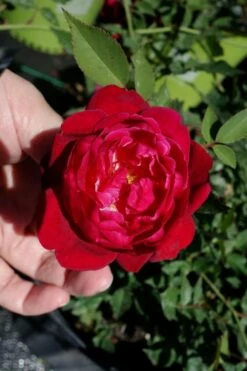 Louis Phillippe Rose - 3 Gallon Pot -Garden Supplies Sales 2024 rose louise phillippe 23