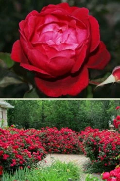 Louis Phillippe Rose - 3 Gallon Pot -Garden Supplies Sales 2024 rose louise phillippe 26