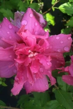 Lucy Rose Of Sharon (Single Trunk Tree) - 7 Gallon Pot (3-4') -Garden Supplies Sales 2024 rose of sharon lucy 5 1
