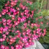 Pink Drift Groundcover Rose - 2 Gallon Pot -Garden Supplies Sales 2024 rose pink drift 10 1