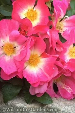 Pink Drift Groundcover Rose - 1 Gallon Pot -Garden Supplies Sales 2024 rose pink drift 11