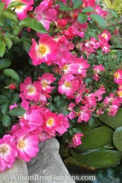 Pink Drift Groundcover Rose - 2 Gallon Pot -Garden Supplies Sales 2024 rose pink drift 13 1