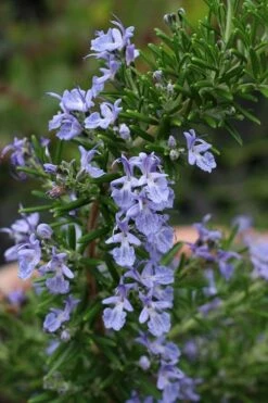 Blue Lagoon Rosemary - 5 Pack Of Quart Pots -Garden Supplies Sales 2024 rosmarinus officinalis blue lagoon rosemary 3
