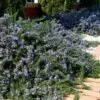 Blue Lagoon Rosemary - 5 Pack Of Quart Pots -Garden Supplies Sales 2024 rosmarinus officinalis blue lagoon rosemary 4