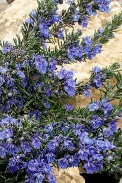 Blue Lagoon Rosemary - 5 Pack Of Quart Pots -Garden Supplies Sales 2024 rosmarinus officinalis blue lagoon rosemary 5
