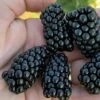 Prime Ark Horizon Blackberry Plant - 1 Gallon Pot -Garden Supplies Sales 2024 rubus prime ark horizon blackberry 1