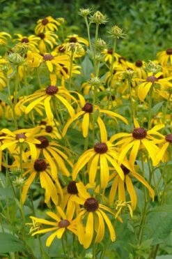 Sweet Coneflower (Rudbeckia Subtomentosa) - 1 Gallon Pot -Garden Supplies Sales 2024 rudbeckia subtomentosa sweet coneflower 3