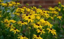Sweet Coneflower (Rudbeckia Subtomentosa) - 1 Gallon Pot -Garden Supplies Sales 2024 rudbeckia subtomentosa sweet coneflower 4