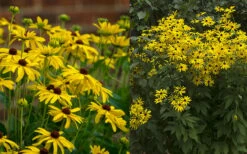 Sweet Coneflower (Rudbeckia Subtomentosa) - 1 Gallon Pot -Garden Supplies Sales 2024 rudbeckia subtomentosa sweet coneflower 5