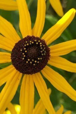 Sweet Coneflower (Rudbeckia Subtomentosa) - 1 Gallon Pot -Garden Supplies Sales 2024 rudbeckia subtomentosa sweet coneflower 6