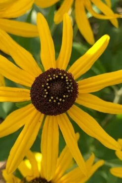 Sweet Coneflower (Rudbeckia Subtomentosa) - 1 Gallon Pot -Garden Supplies Sales 2024 rudbeckia subtomentosa sweet coneflower 7