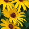 Sweet Coneflower (Rudbeckia Subtomentosa) - 1 Gallon Pot -Garden Supplies Sales 2024 rudbeckia subtomentosa sweet coneflower 8