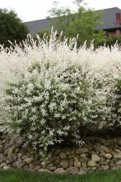 Flamingo Dappled Willow (Shrub Form) - 2 Gallon Pot -Garden Supplies Sales 2024 salix integra flamingo dappled willow bush 2