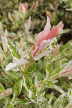 Flamingo Dappled Willow (Shrub Form) - 2 Gallon Pot -Garden Supplies Sales 2024 salix integra flamingo dappled willow bush 3