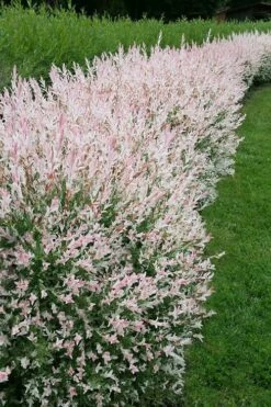 Flamingo Dappled Willow (Shrub Form) - 2 Gallon Pot -Garden Supplies Sales 2024 salix integra flamingo dappled willow bush 4