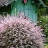 Flamingo Dappled Willow (Shrub Form) - 2 Gallon Pot -Garden Supplies Sales 2024 salix integra flamingo dappled willow bush 7