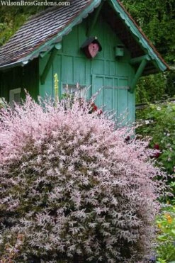 Flamingo Dappled Willow (Shrub Form) - 2 Gallon Pot