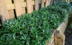 Fragrant Valley Sweetbox (Sarcococca) - 2 Gallon Pot -Garden Supplies Sales 2024 sarcoccoca hookeriana sarsid 1 fragrant valley sweetbox 10