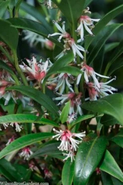 Fragrant Valley Sweetbox (Sarcococca) - 2 Gallon Pot -Garden Supplies Sales 2024 sarcoccoca hookeriana sarsid 1 fragrant valley sweetbox 5