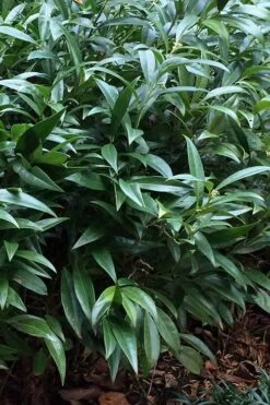 Fragrant Valley Sweetbox (Sarcococca) - 2 Gallon Pot -Garden Supplies Sales 2024 sarcoccoca hookeriana sarsid 1 fragrant valley sweetbox 6