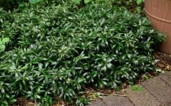 Fragrant Valley Sweetbox (Sarcococca) - 2 Gallon Pot -Garden Supplies Sales 2024 sarcoccoca hookeriana sarsid 1 fragrant valley sweetbox 9