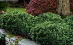 Himalayan Fragrant Sweet Box (Sarcococca Hookeriana) - 1 Gallon Pot -Garden Supplies Sales 2024 sarcoccoca hookeriana var humilis himalayan sweetbox 10