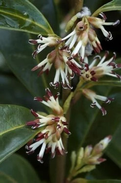Himalayan Fragrant Sweet Box (Sarcococca Hookeriana) - 1 Gallon Pot -Garden Supplies Sales 2024 sarcoccoca hookeriana var humilis himalayan sweetbox 2
