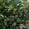 Himalayan Fragrant Sweet Box (Sarcococca Hookeriana) - 1 Gallon Pot -Garden Supplies Sales 2024 sarcoccoca hookeriana var humilis himalayan sweetbox 5