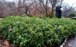 Himalayan Fragrant Sweet Box (Sarcococca Hookeriana) - 1 Gallon Pot -Garden Supplies Sales 2024 sarcoccoca hookeriana var humilis himalayan sweetbox 8