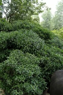 Himalayan Fragrant Sweet Box (Sarcococca Hookeriana) - 1 Gallon Pot -Garden Supplies Sales 2024 sarcoccoca hookeriana var humilis himalayan sweetbox 9
